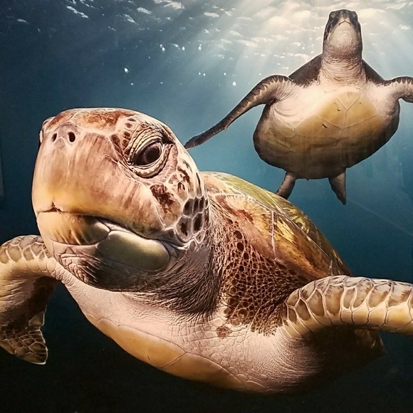 Hi I'm Scotty 💖 👗👖👠👡👢👒💍💎ANY SIZE BUNDLED LIKES OFFER ME 50% OFF - Picture 4 of 11